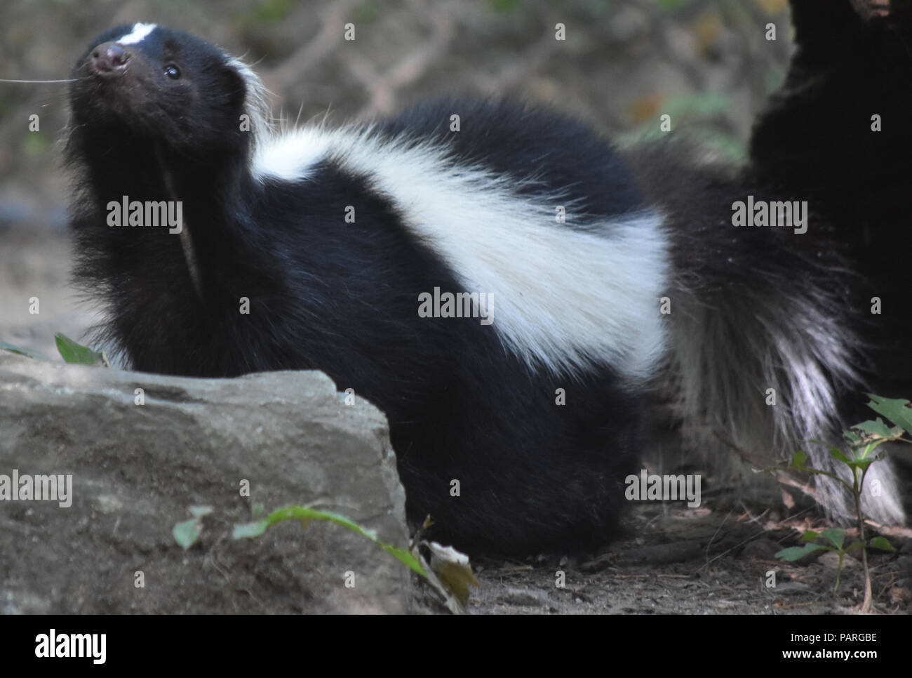 Adorable skunk sniffing the air with a little black nose Stock Photo ...