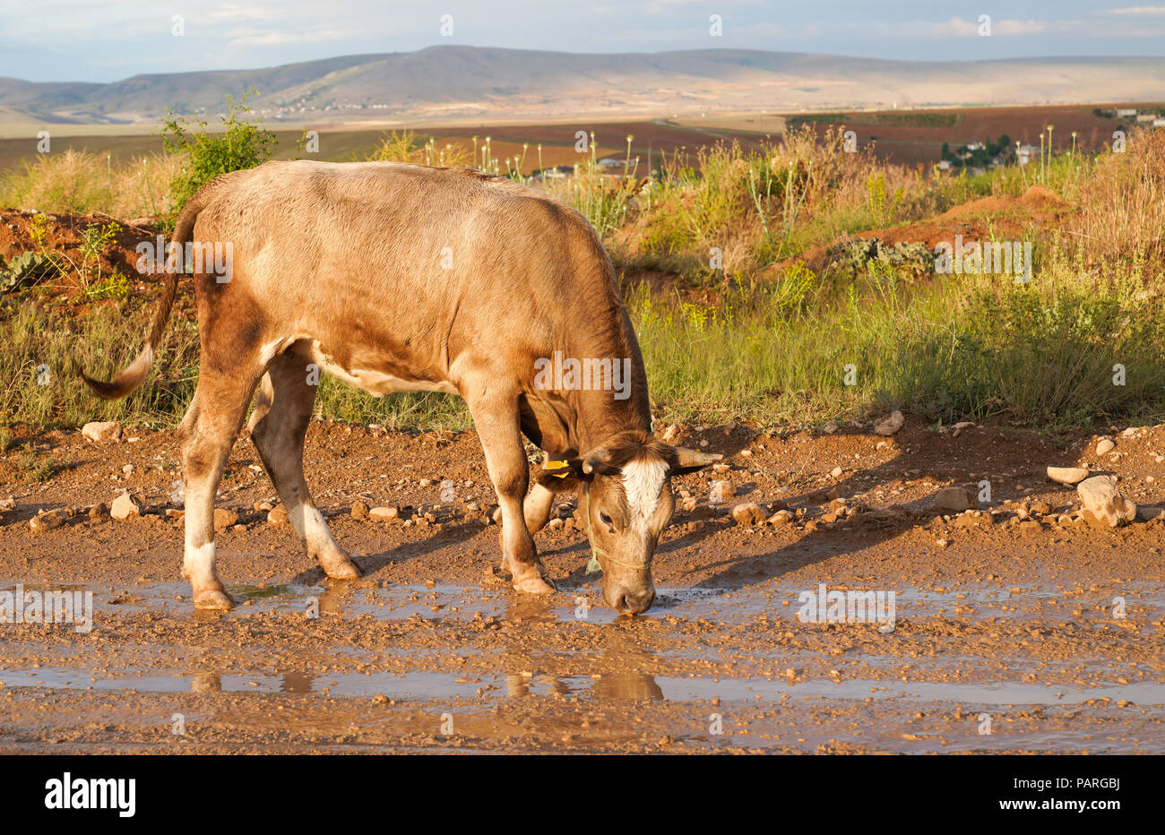 Drinking dirty water hires stock photography and images Alamy
