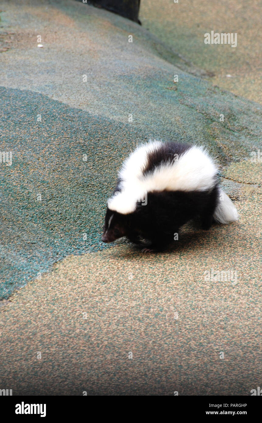Black and white skunk walking along a pathway Stock Photo - Alamy