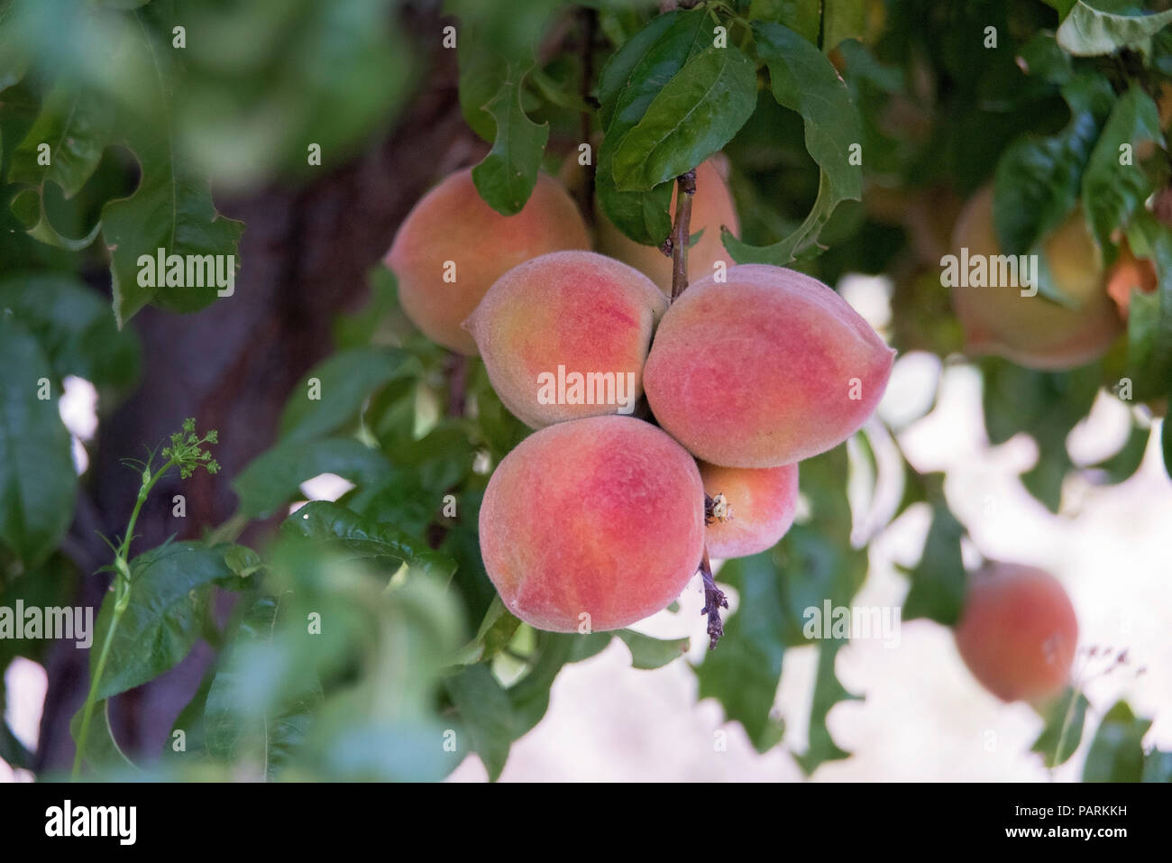 red haven peaches Stock Photo Alamy