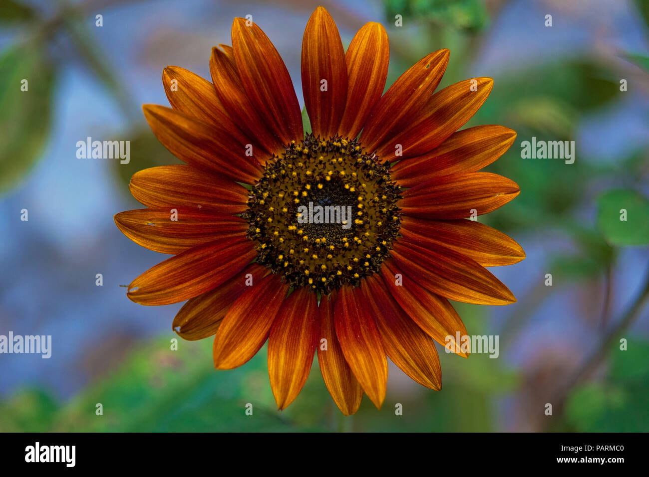 Sunflower leaf closeup hi-res stock photography and images - Alamy