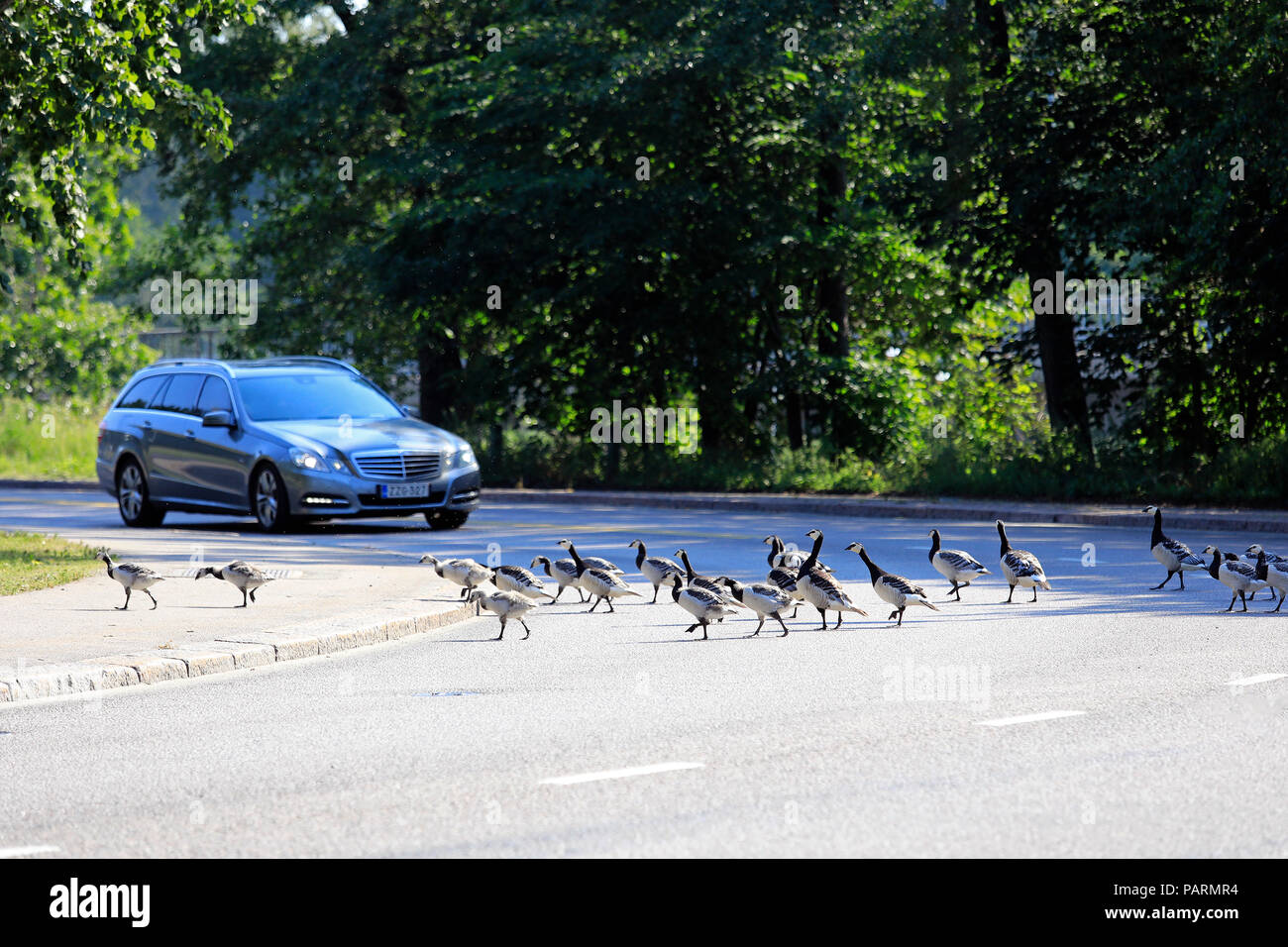 Driver stops and sees that flock of Barnacle geese, Branta leucopsis, cross the street safely. Helsinki, Finland - July 16, 2018. Stock Photo