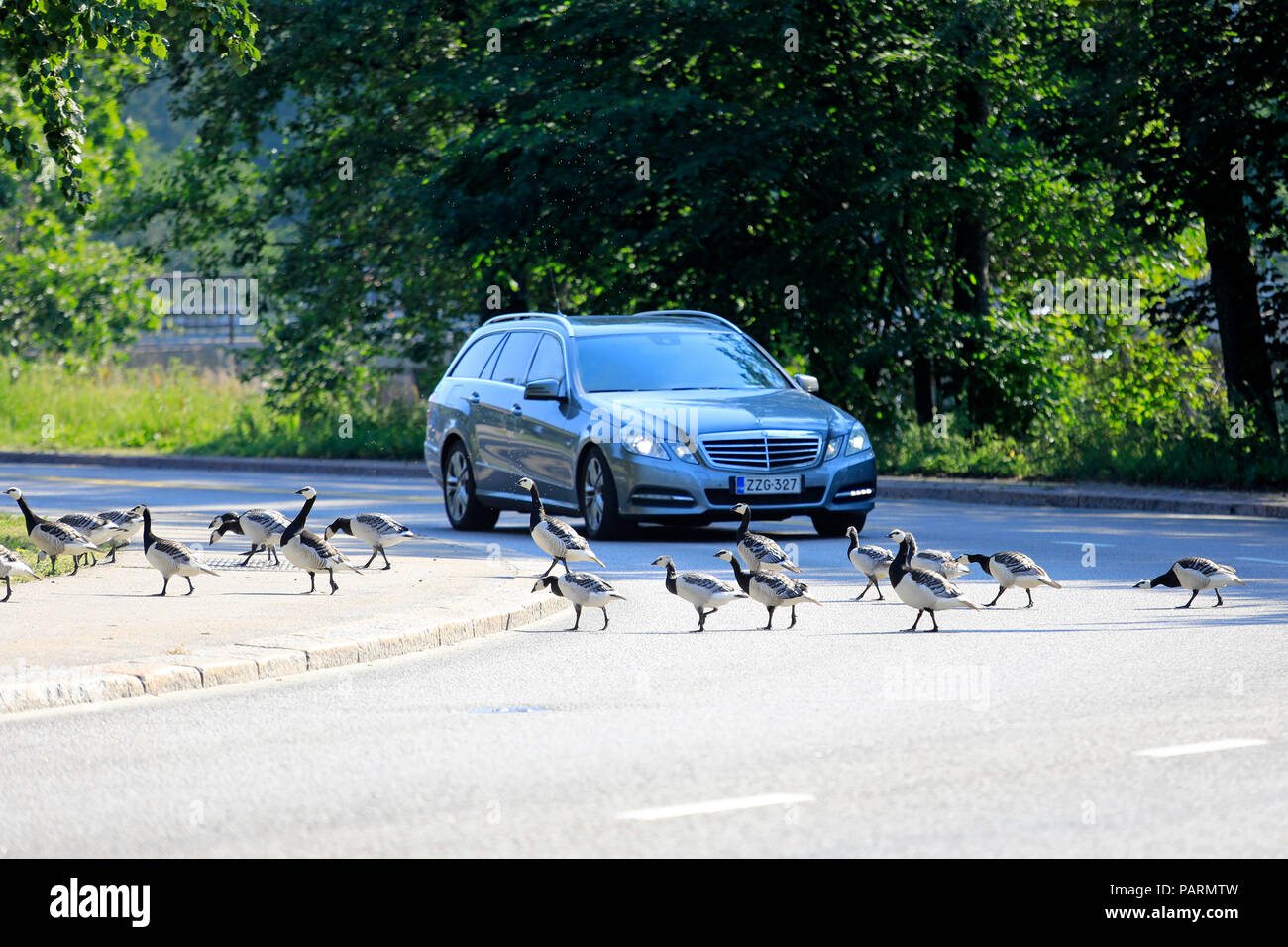 Driver stops and sees that flock of Barnacle geese, Branta leucopsis, cross the street safely. Helsinki, Finland - July 16, 2018. Stock Photo