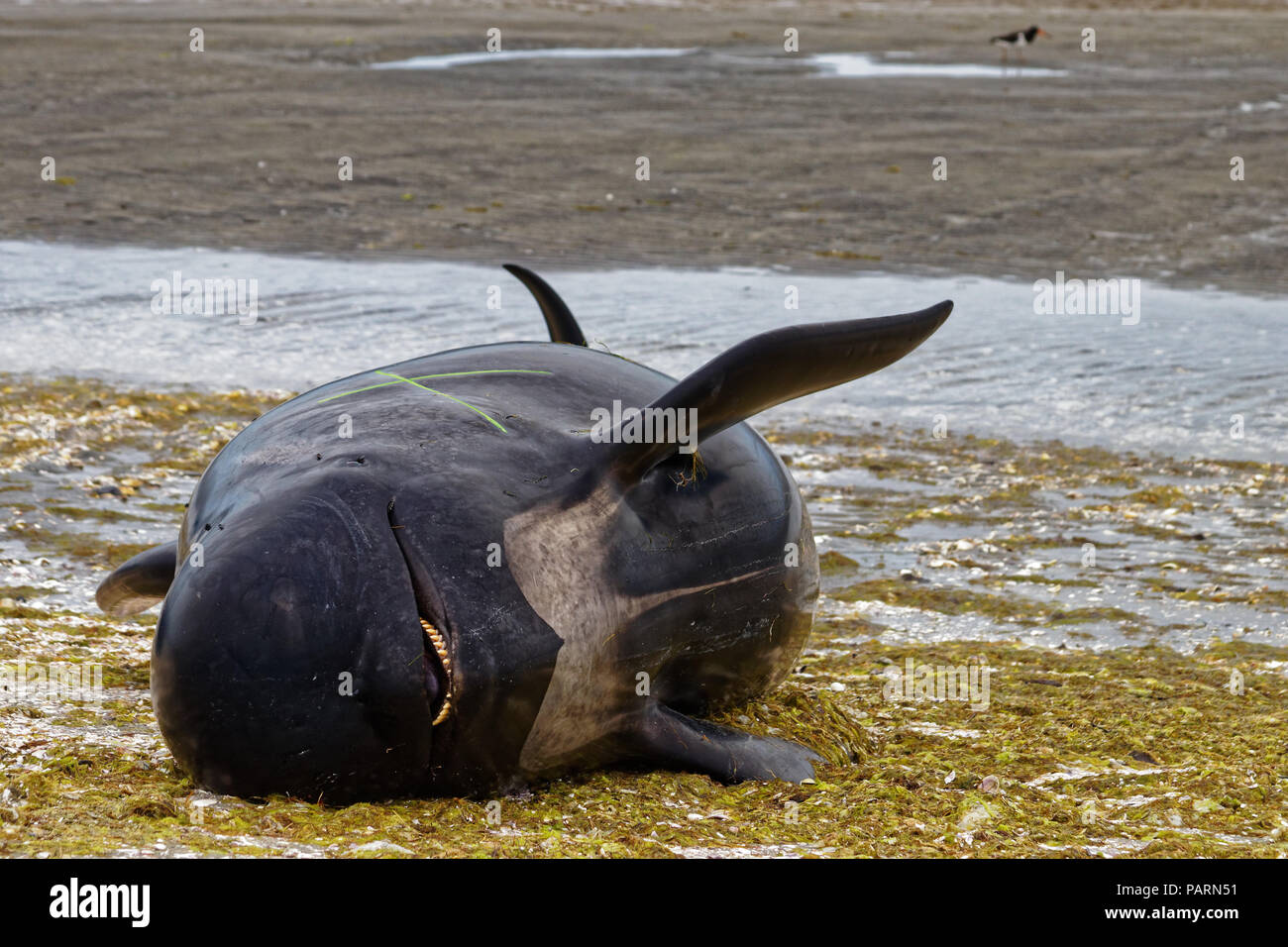 Dead pilot whale on Farewell Spit, New Zealand Stock Photo