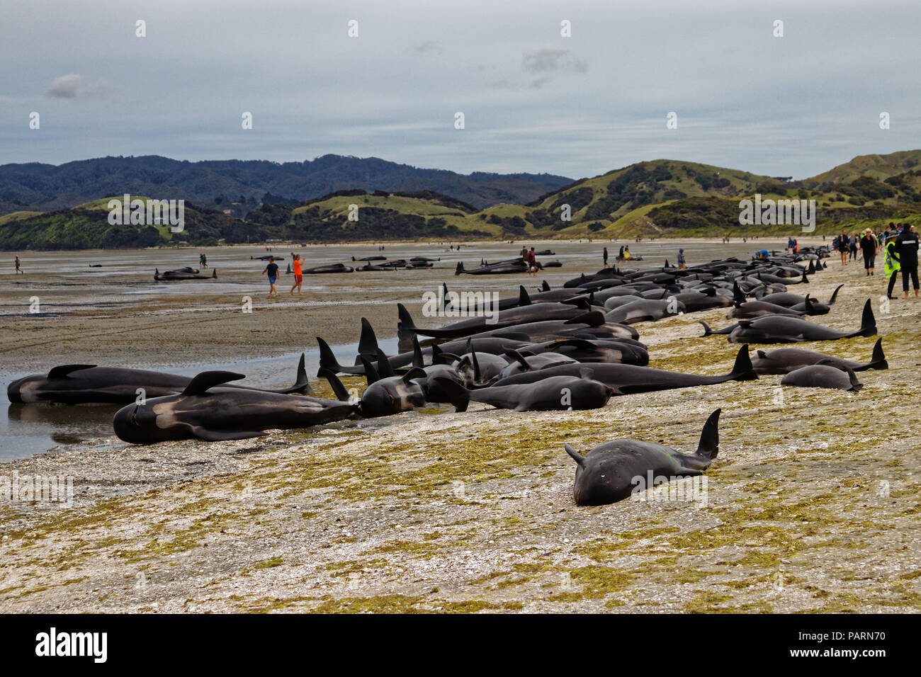 Stranded pilot whales beached on Farewell Spit at the northern tip of New Zealand's South Island Stock Photo