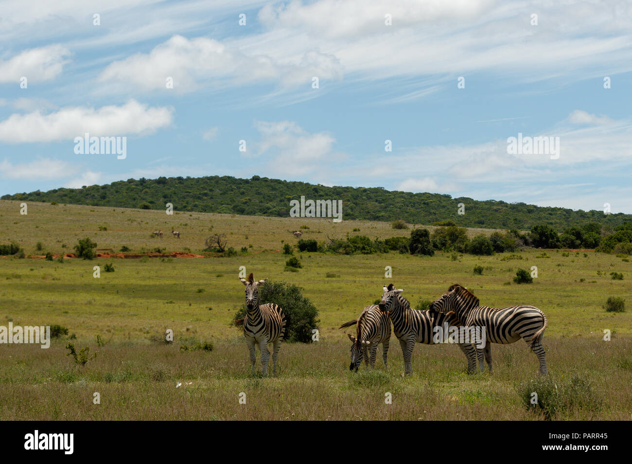 Zebras standing bunching together in the open field Stock Photo
