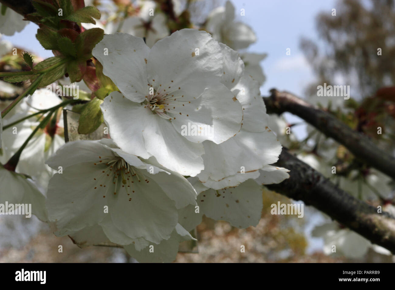 Great white flowered Japanese cherry tree (Prunus serratula) variety Tai haku in full flower with close up of individual flowers in springtime and tre Stock Photo