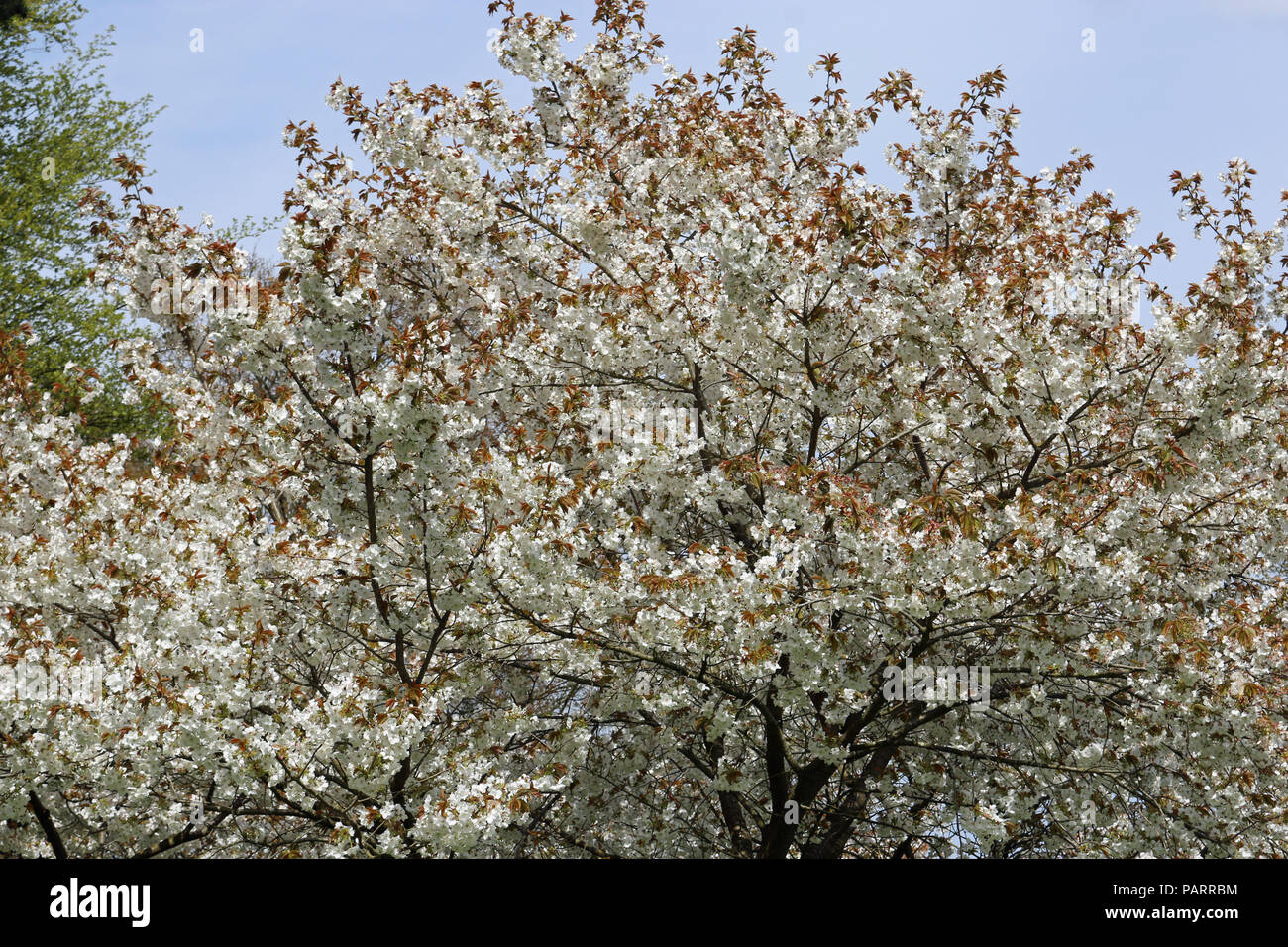 Great white flowered Japanese cherry tree (Prunus serratula) variety Tai haku in full flower with bronze coloured young leaves in springtime and trees Stock Photo