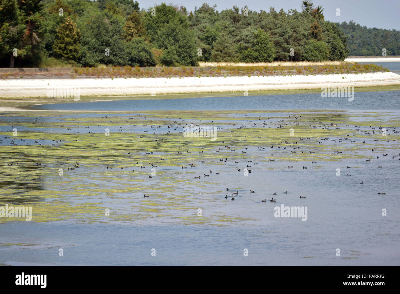 Very low water levels at Hanningfield reservoir, near Chelmsford in Essex, as the hot weather continues across the country. Stock Photo