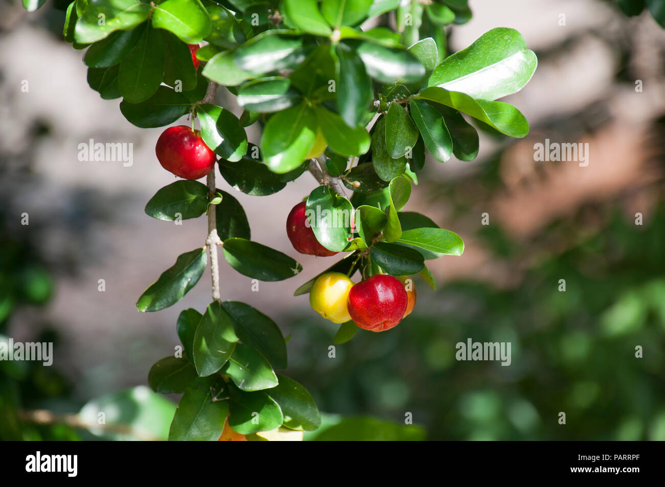 Sydney Australia,  berries on a Wild crapemyrtle bush Stock Photo