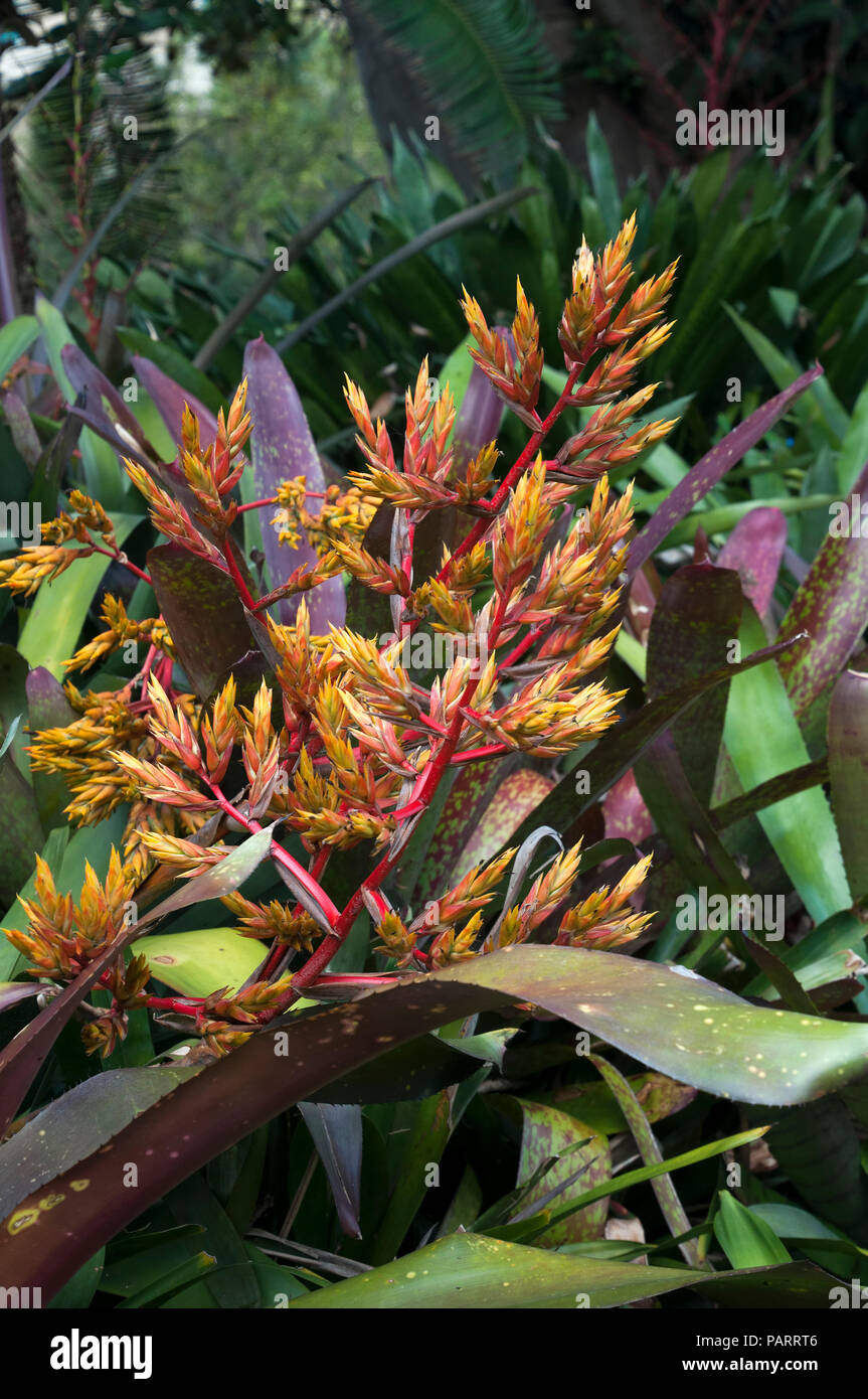 Sydney Australia, flower spike of a Aechmea callichroma Stock Photo