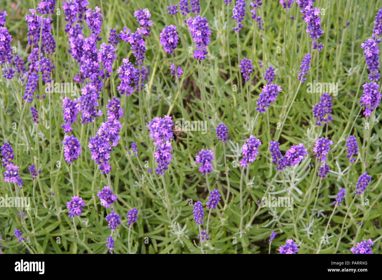 Close up of lavender field in Norfolk, England with bee feeding on the lavender Stock Photo