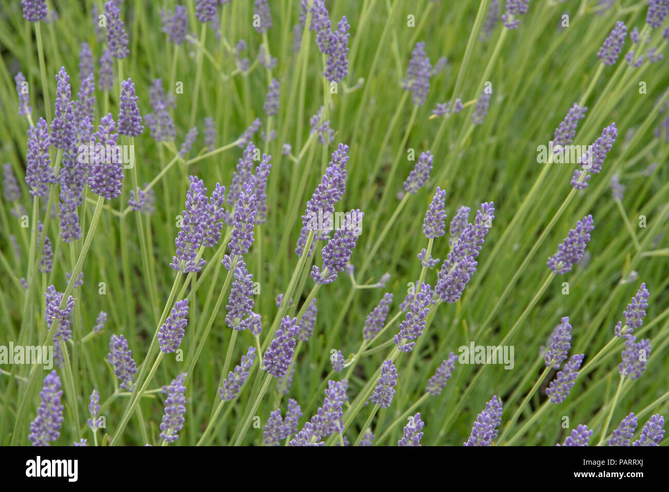 Lavender field norfolk england hires stock photography and images Alamy