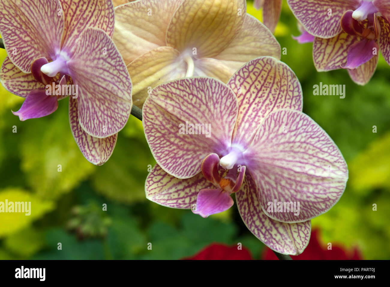Sydney Australia, stem of yellow and purple moth orchid flowers Stock Photo
