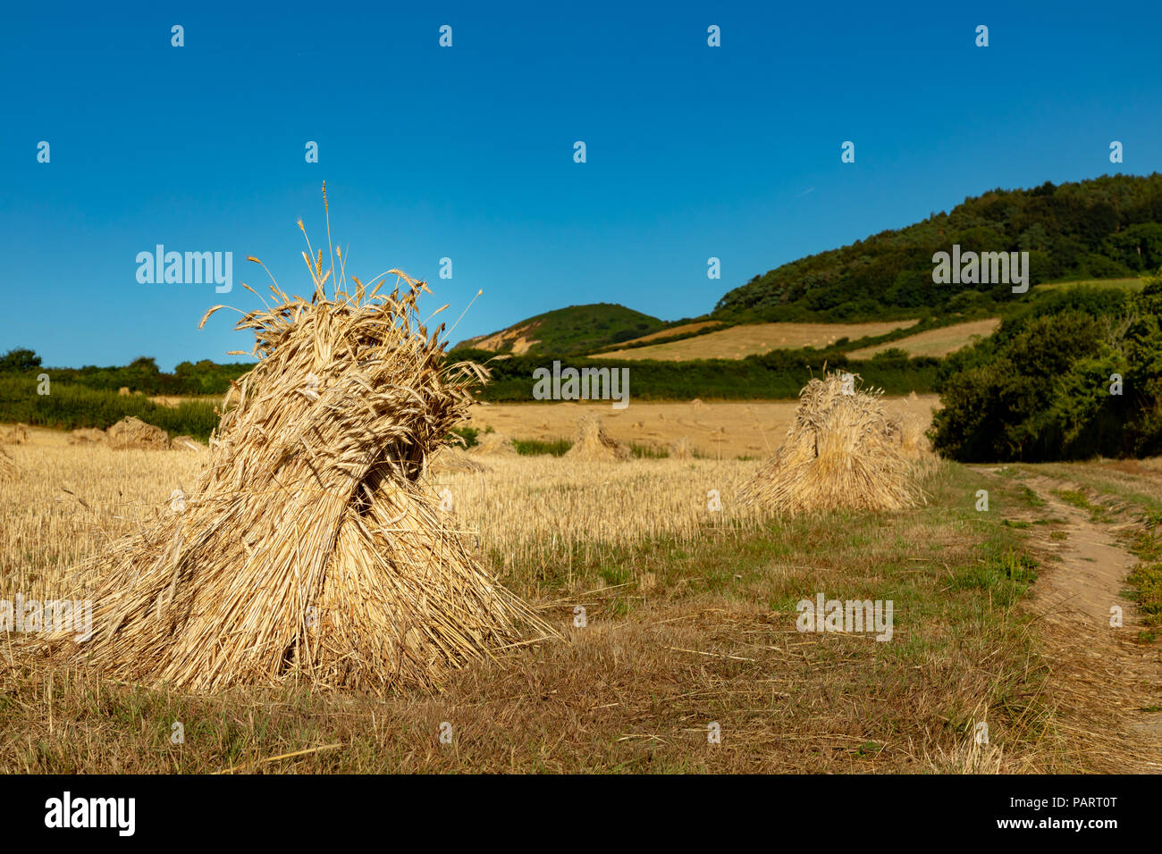 Seatown Dorset England July 24, 2018 Sheaves of barley arranged into a