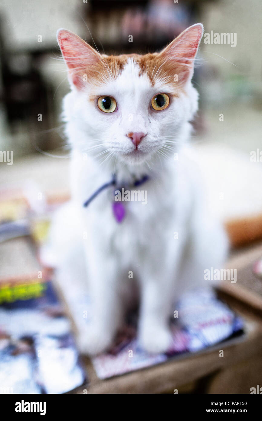 A Young White And Brown British Shorthair Domestic Cat With Yellow