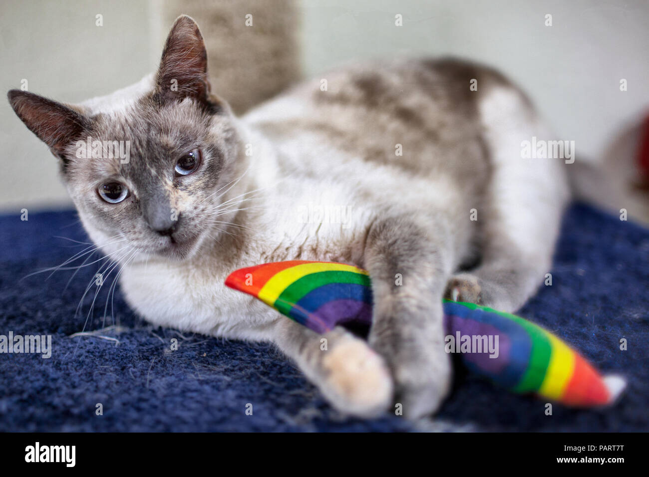 A young brown and grey Siamese domestic cat with blue eyes lying on blue carpet holding a rainbow toy Stock Photo