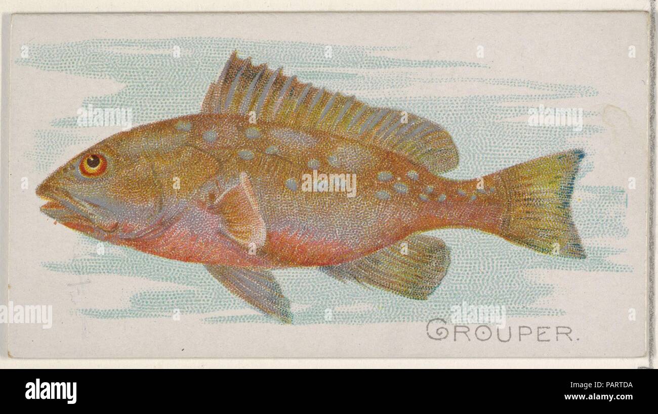 Grouper, from the Fish from American Waters series (N8) for Allen & Ginter Cigarettes Brands. Dimensions: Sheet: 1 1/2 x 2 3/4 in. (3.8 x 7 cm). Lithographer: Lindner, Eddy & Claus (American, New York). Publisher: Issued by Allen & Ginter (American, Richmond, Virginia). Date: 1889.  Trade cards from the 'Fish from American Waters' series (N8), issued in 1889 in a series of 50 cards to promote Allen & Ginter Brand Cigarettes. Museum: Metropolitan Museum of Art, New York, USA. Stock Photo