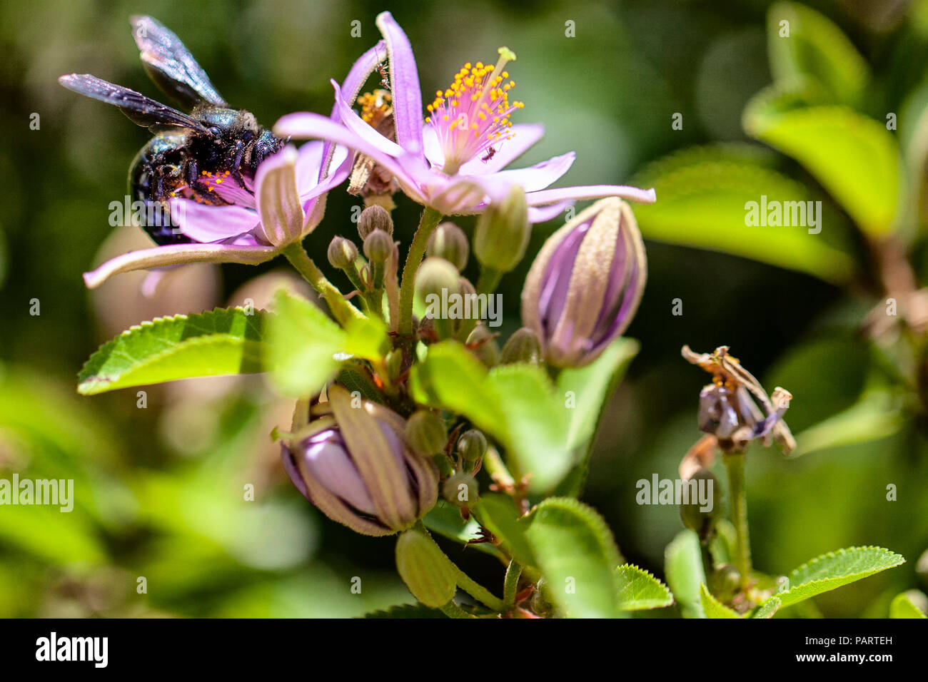 Close up of wild black and shiny violent Carpenter Bee (genus xylocopa) in nectar collecting pollen from a purple flower Stock Photo