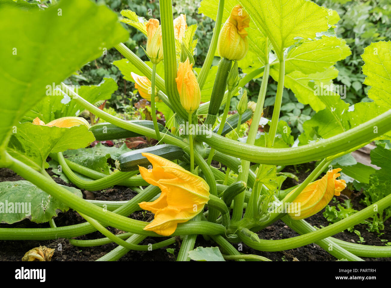 courgette flowers (male and female) on courgette romanesco plant Stock Photo