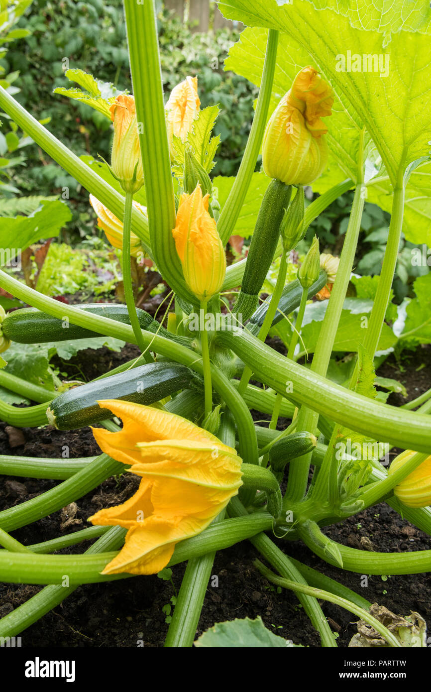 courgette flowers (male and female) on courgette romanesco plant Stock Photo