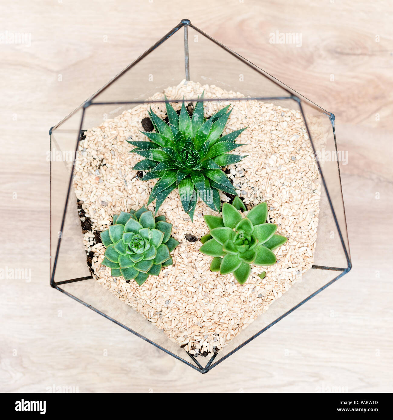 Glass Florarium Vase With Succulent Plants And Small Cactus On