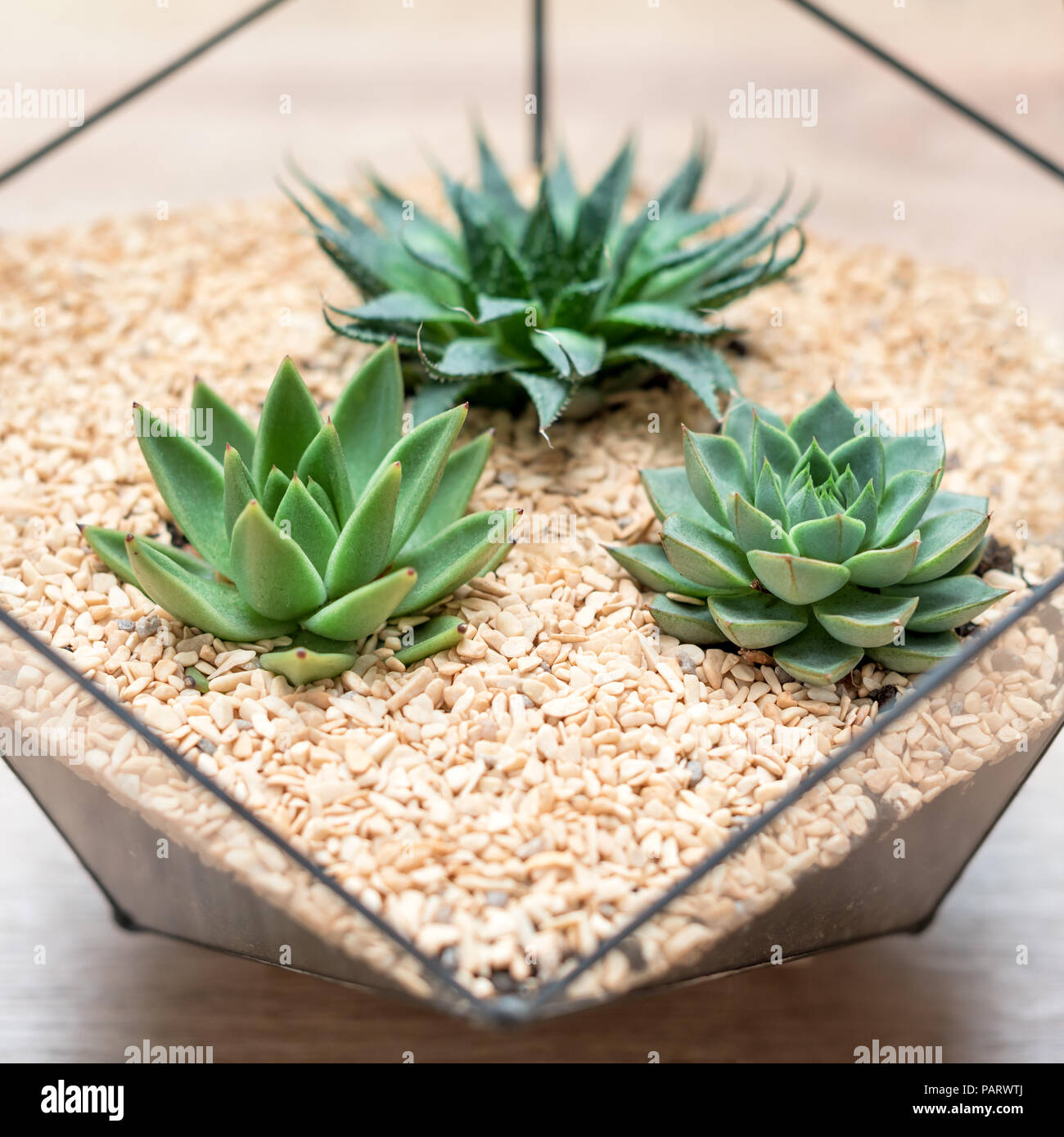 Glass Florarium Vase With Succulent Plants And Small Cactus On