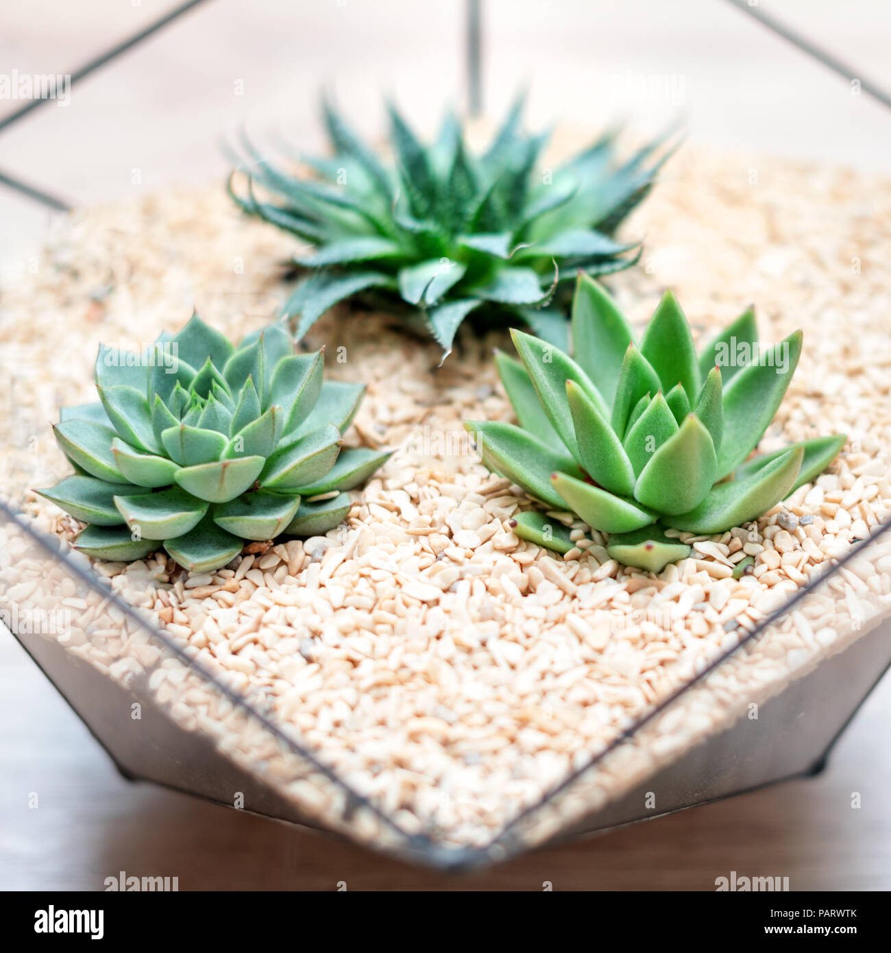 Glass Florarium Vase With Succulent Plants And Small Cactus On