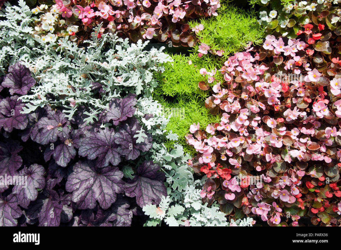 Sydney Australia, plant wall with wax begonia, dusty miller and gold mound plants Stock Photo