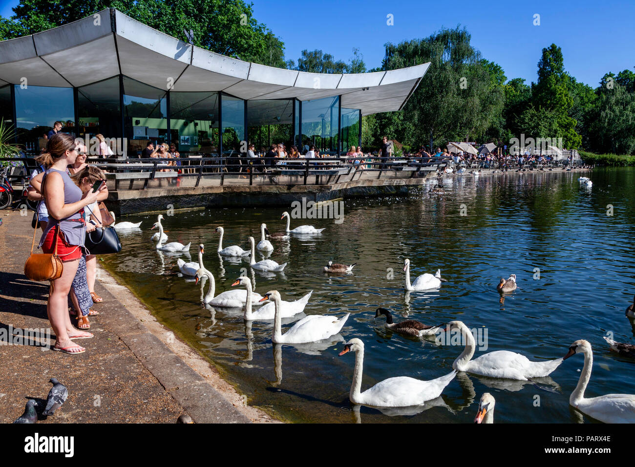 People Feeding The Swans, The Serpentine, Hyde Park, London, England Stock Photo