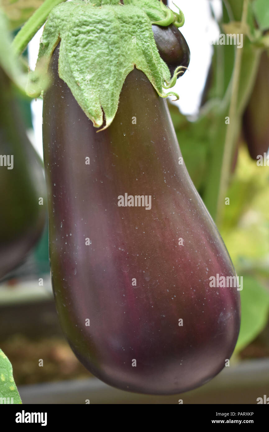 Growing eggplant hires stock photography and images Alamy