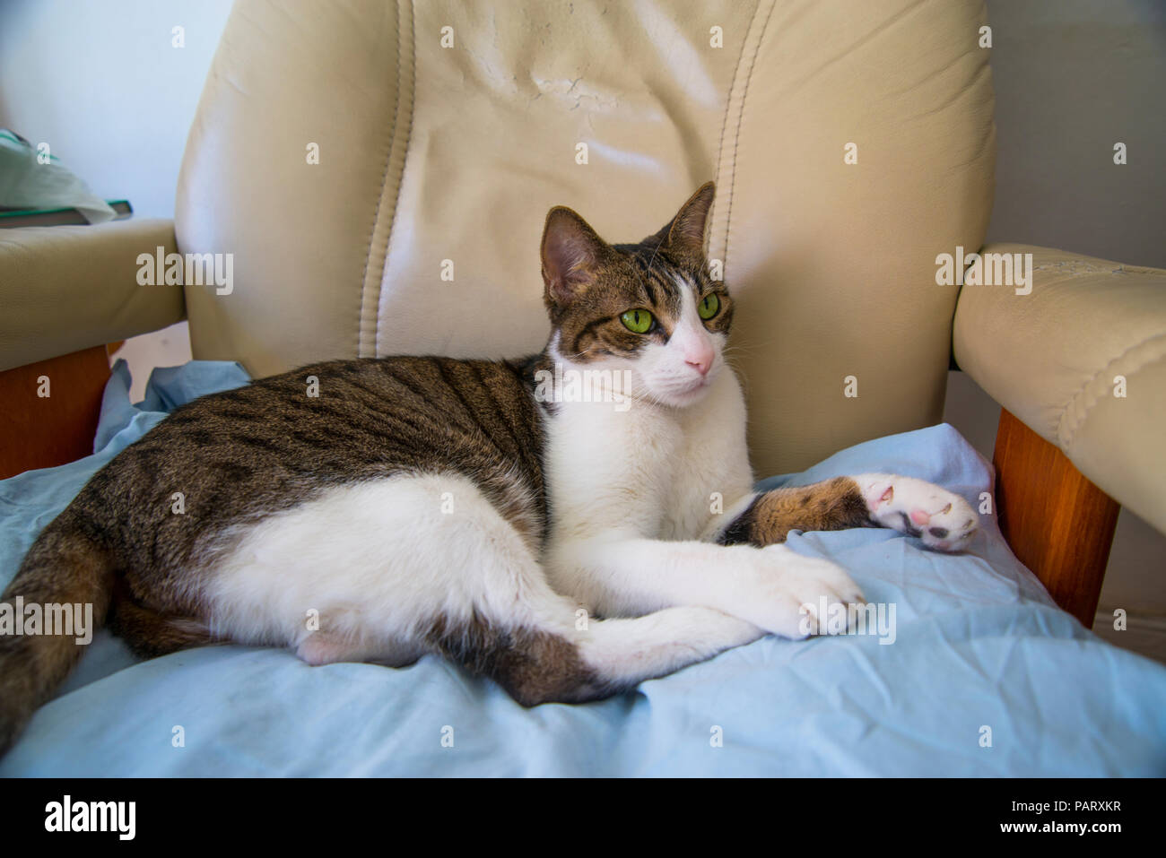Tabby and white cat lying on an armchair. Stock Photo