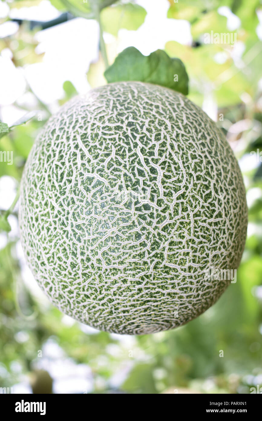 Melon growing in greenhouse hires stock photography and images Alamy