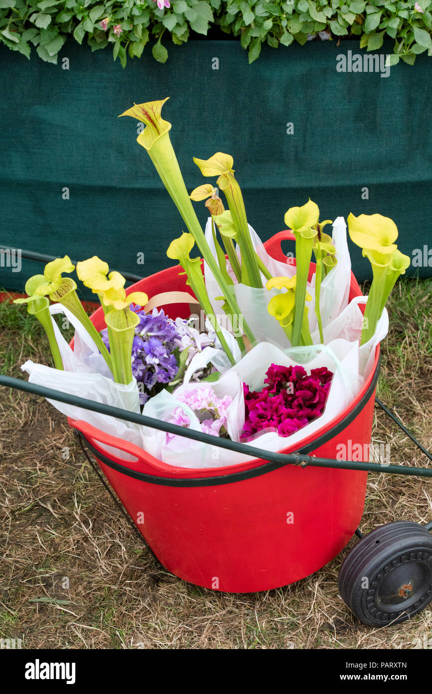 Gardeners trolley full of bought pitcher plants at the RHS Tatton Park flower show. UK Stock Photo