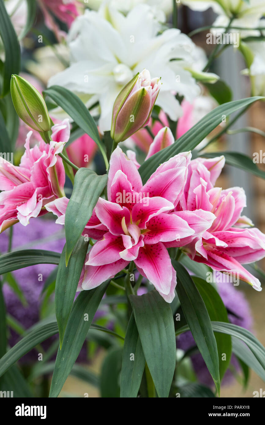 Lilium oriental ‘Ciara’ .   Oriental Lily ‘Clara’ on a flower show display. UK Stock Photo