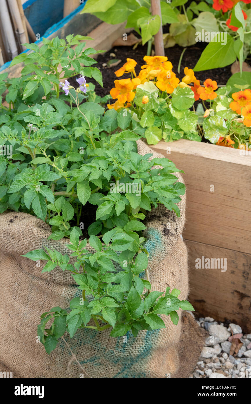 Potato plants growing in a hessian sack Stock Photo Alamy