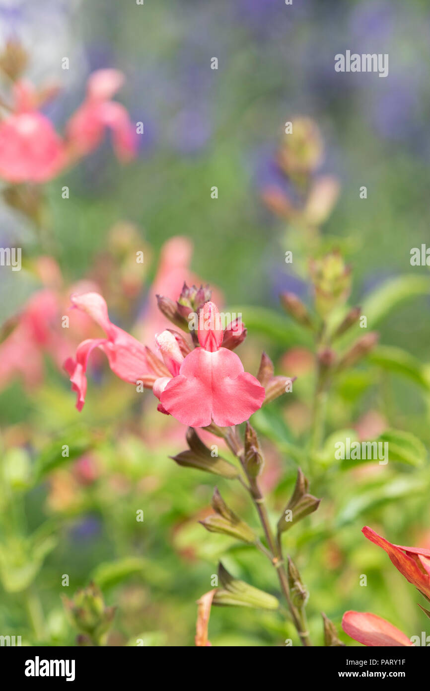 Salvia microphylla heatwave ‘Blast’ flower Stock Photo