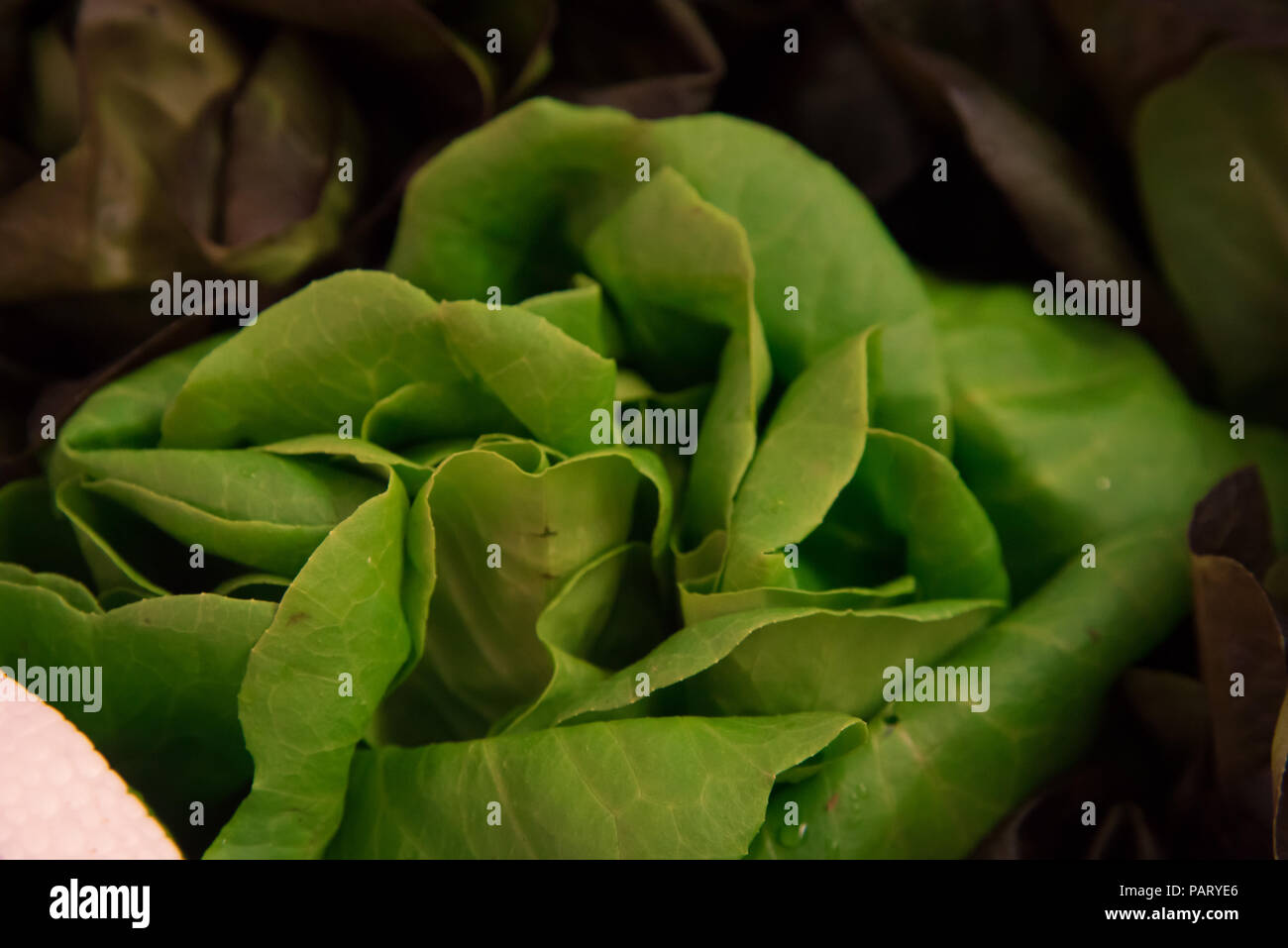 Leafy Butterhead lettuce in a fresh food market, Biarritz, France Stock