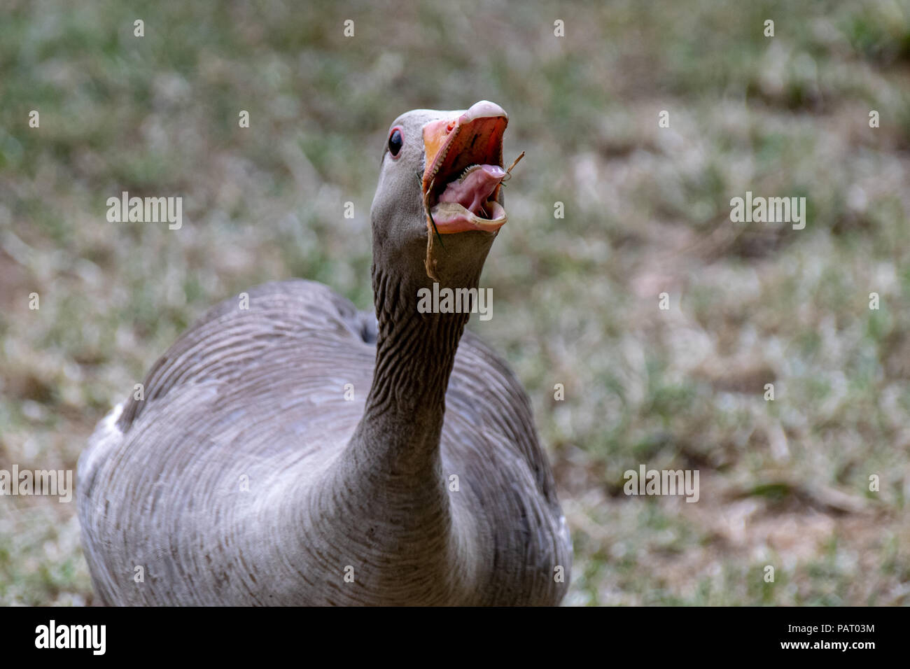 Angry, hissing Greylag goose protecting flock of geese Hertfordshire, UK Stock Photo