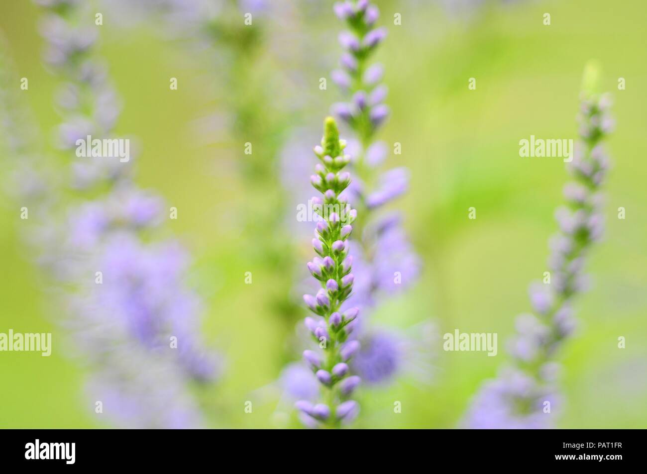 Stems Of Field Plants With Small Light Purple Flowers Macro Stock Photo Alamy,Home Screen Black And White Wallpaper Hd For Mobile