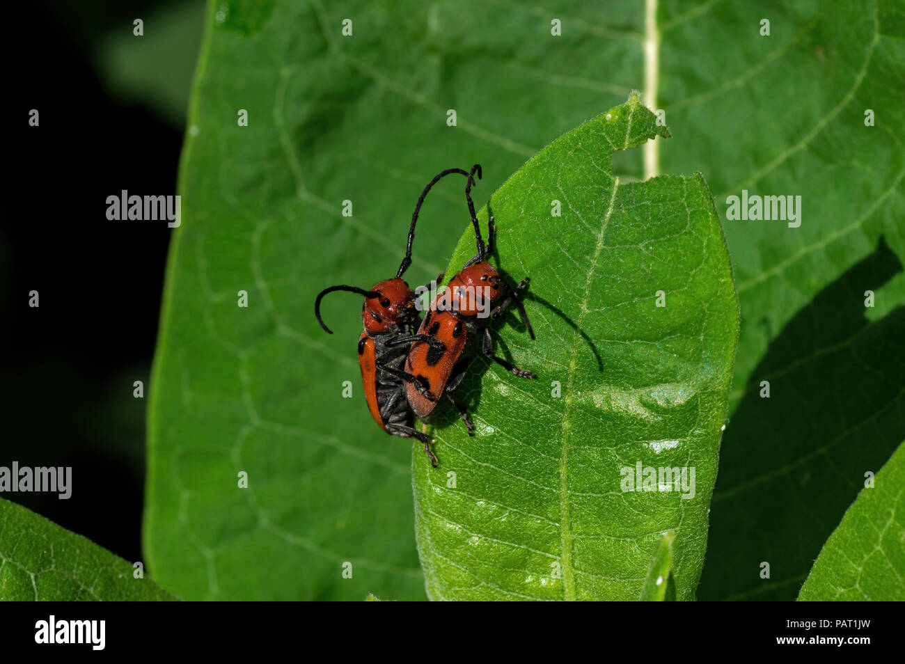 Red milkweed beetles eating milkweed leaves. It is a beetle in the family Cerambycidae. Stock Photo