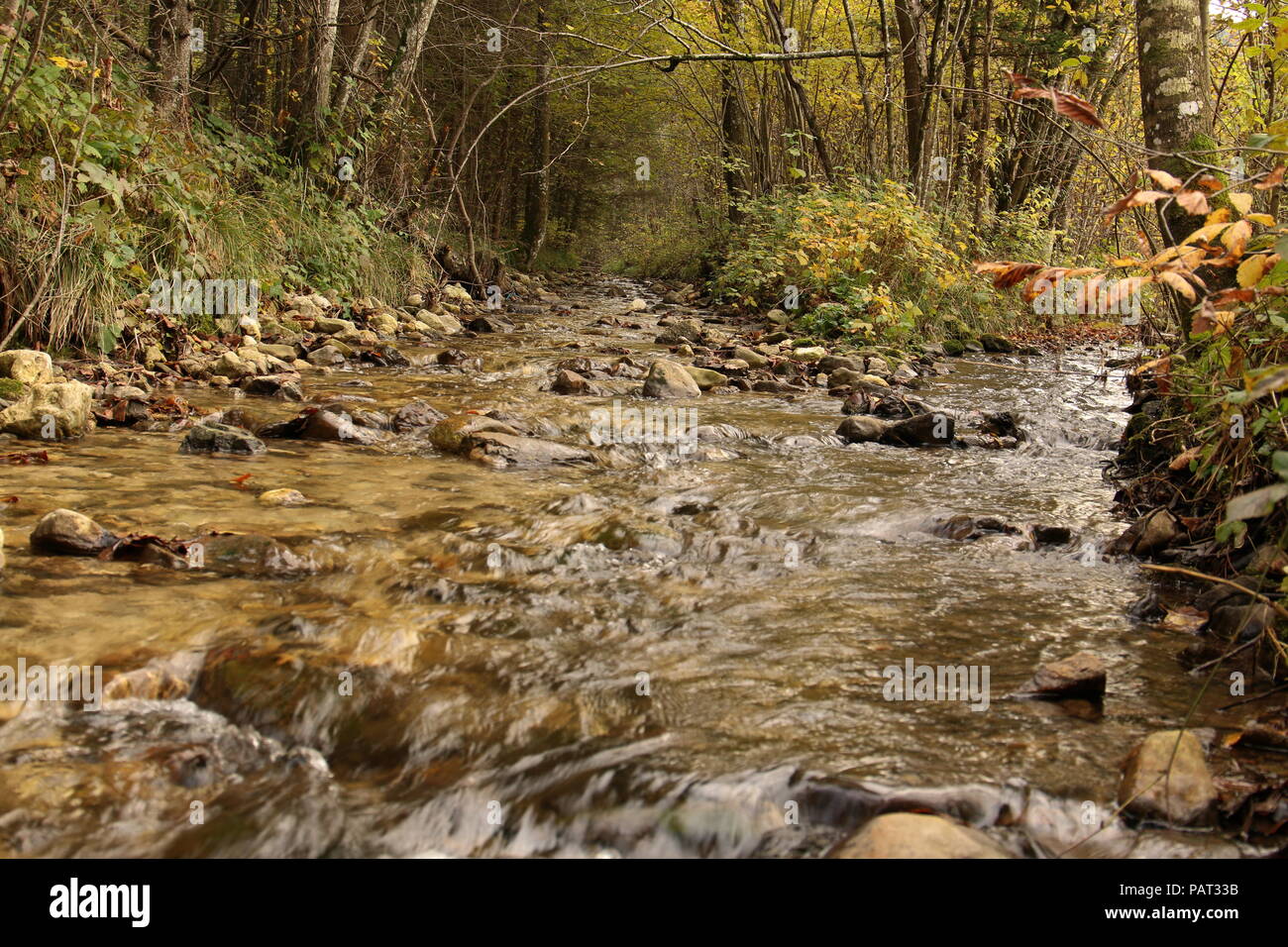 River flowing through a forest hi-res stock photography and images - Alamy