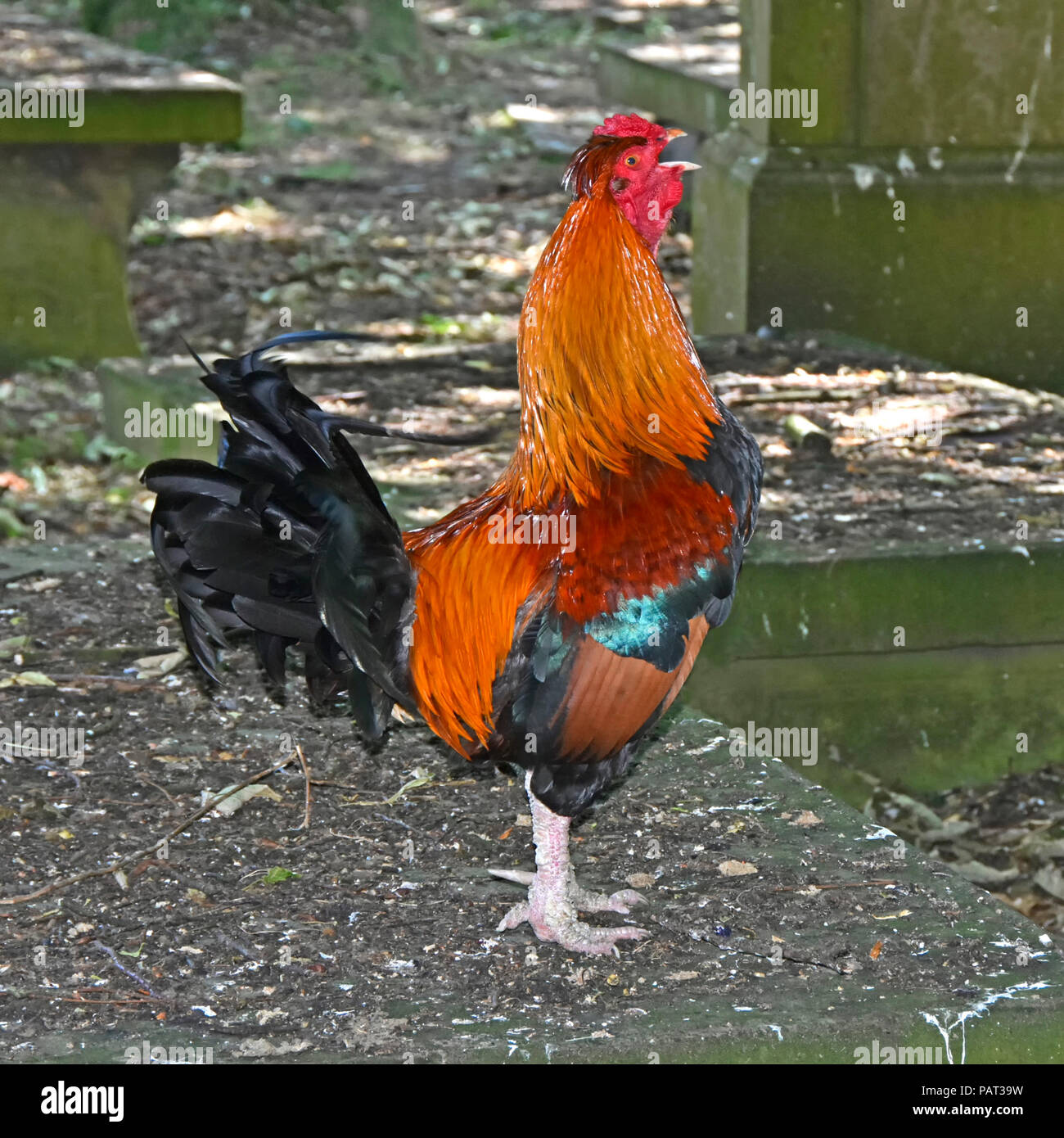 Close up Cockerel or Rooster fowl chickens crowing & free range roaming in graveyard of St Michael and All Angels Church Haworth West Yorkshire UK Stock Photo