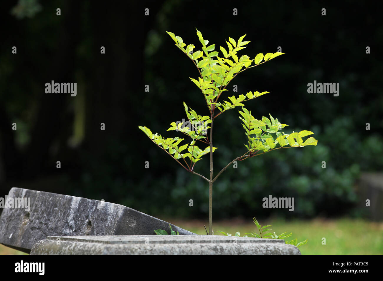 A plant growing between two gravestones brings new life to Dalry