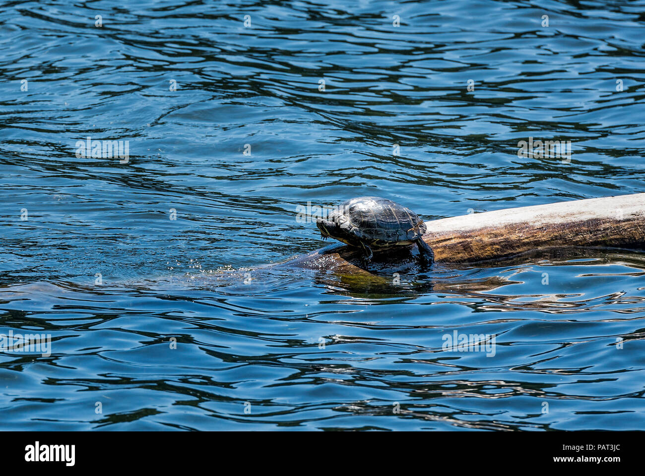 Water turtle sunning on a log, Washington , USA. Stock Photo
