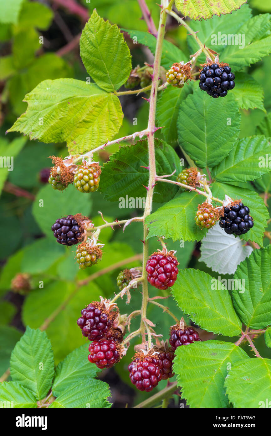Himalayan Blackberry Bush Plant with berries fruit and leaves in summer Stock Photo