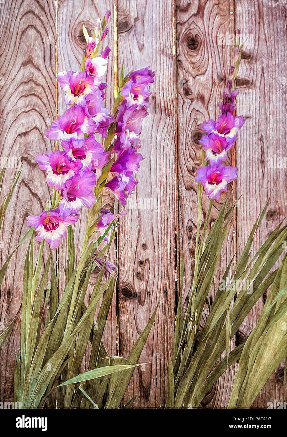 Pink Gladiolus flowers blooming by wood fence in backyard garden during summer oil painting Stock Photo