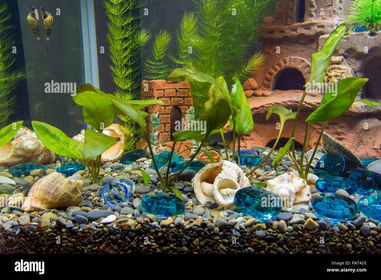 Newly planted shrubs of cryptocoryn in a new aquarium Stock Photo