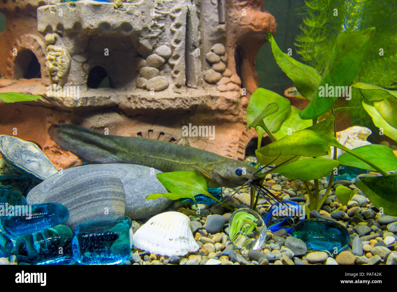 Sludge flies among shelters in a freshwater aquarium Stock Photo