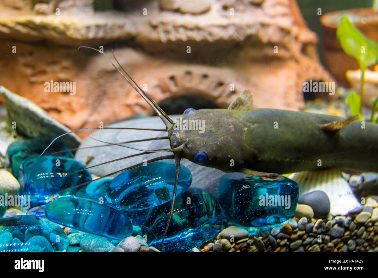 Head of a sackgrass catfish, close-up Stock Photo